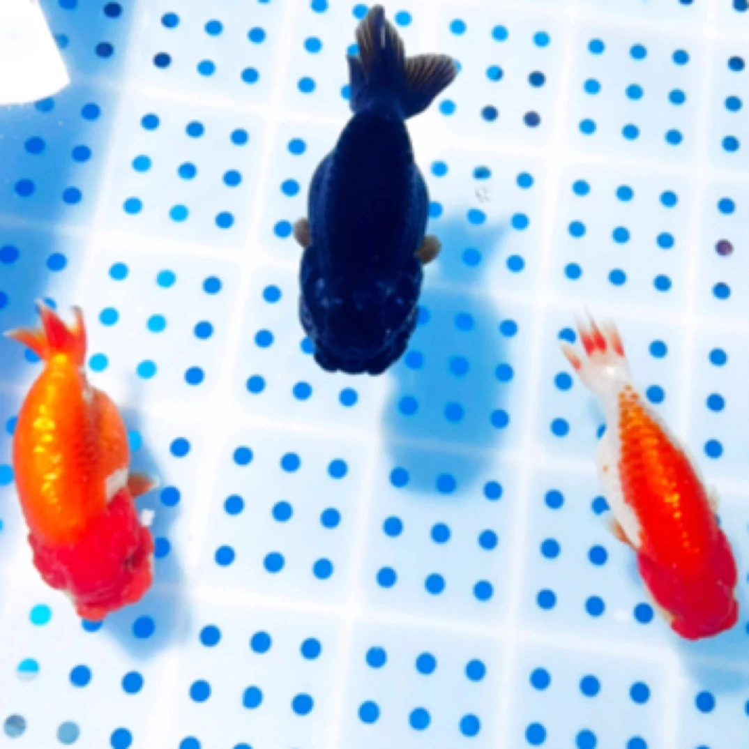 兴霞金鱼，精品观赏鱼