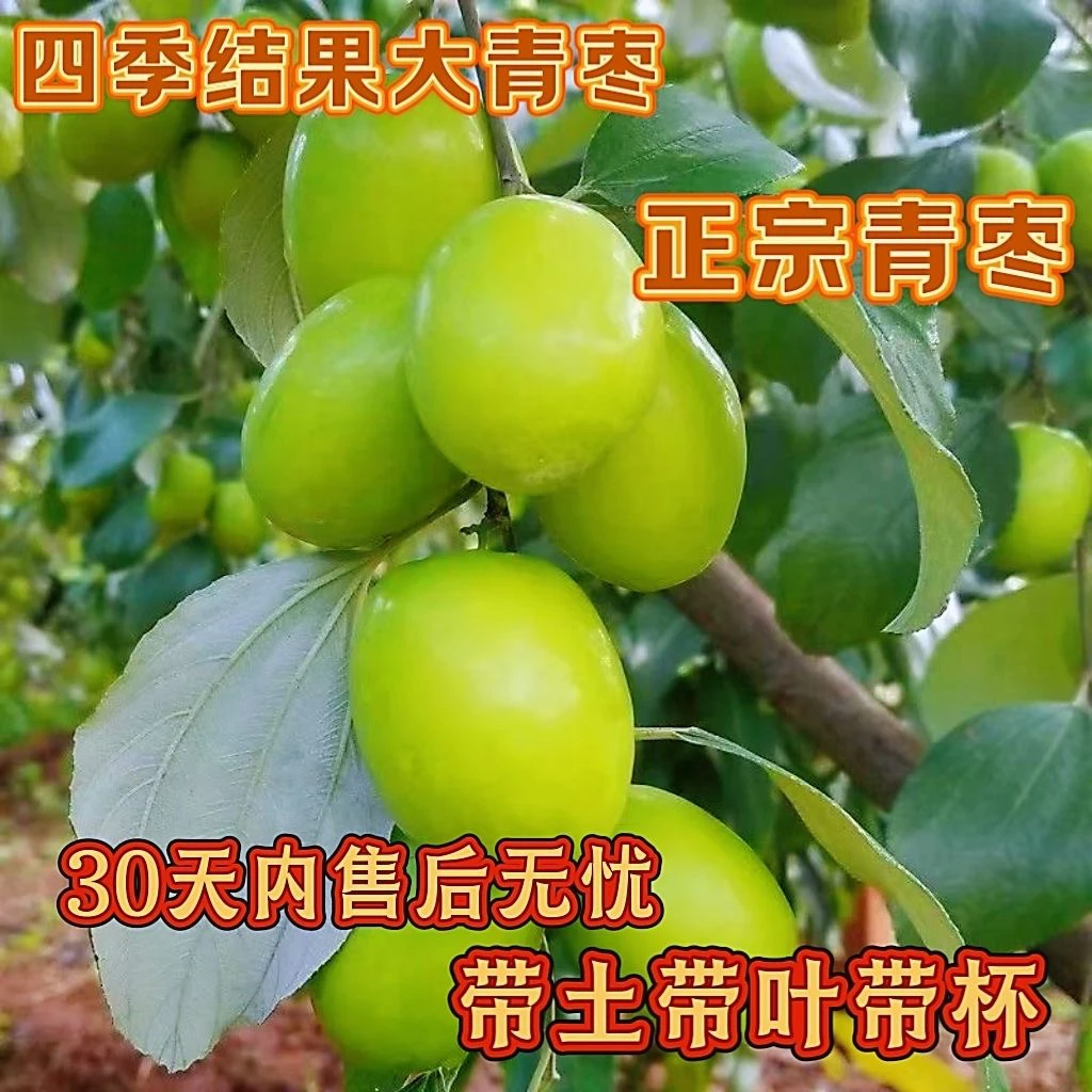 正宗台湾大青枣树苗盆栽地栽绿植花卉四季南方北方种植当年结果