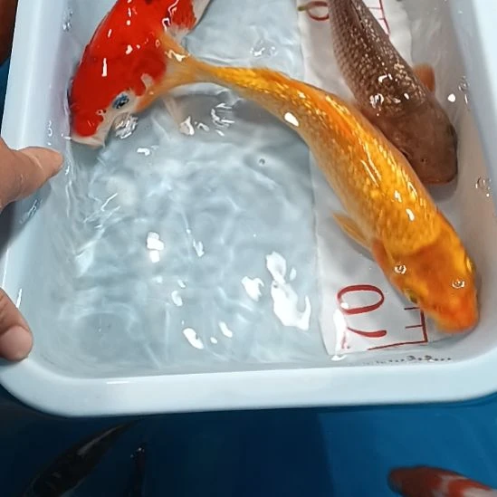 海水鱼锦鲤冷水鱼好养耐活动