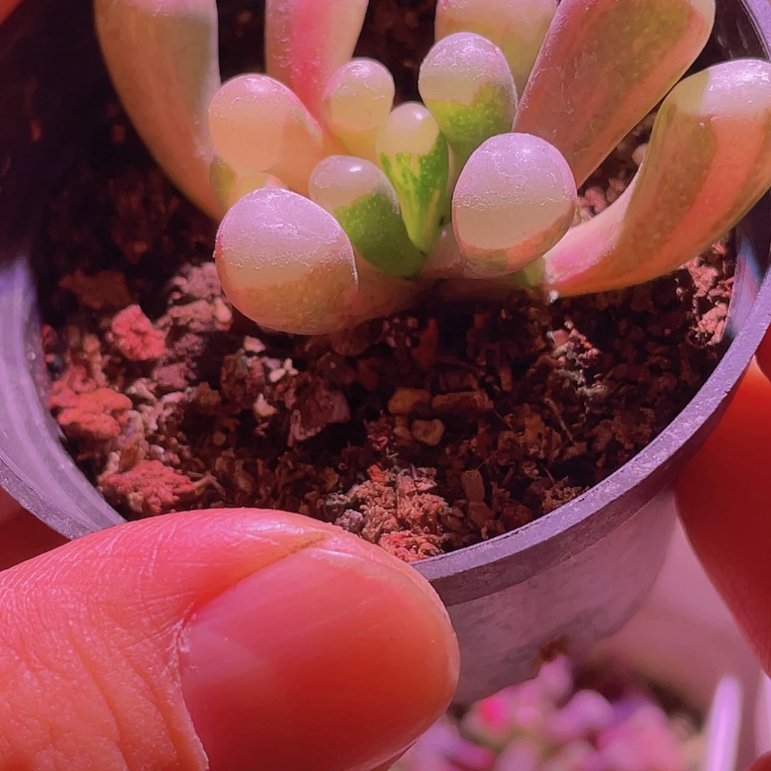 五十玲玉锦实生拉丝锦黑盆