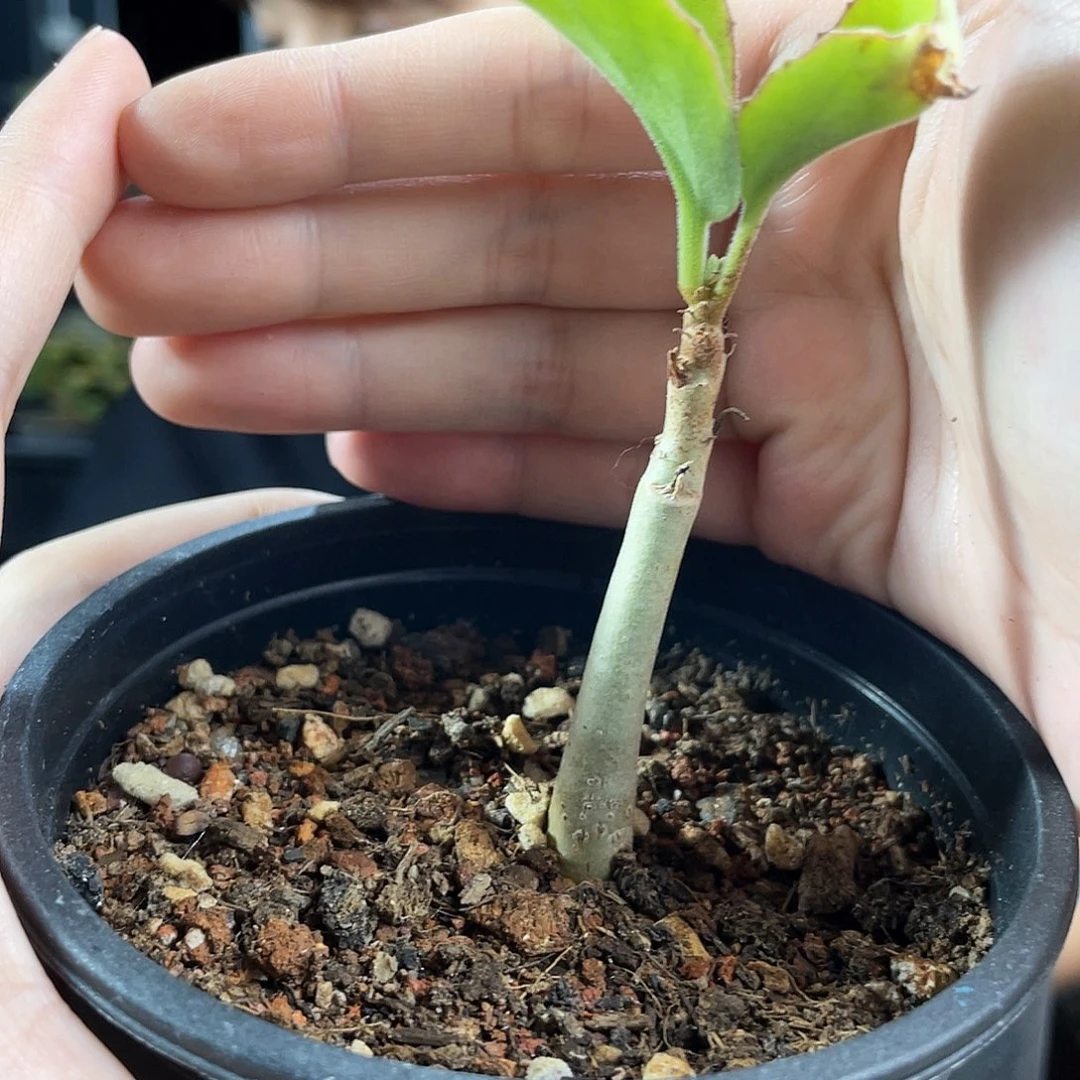 实生安哥拉葡萄翁1颗