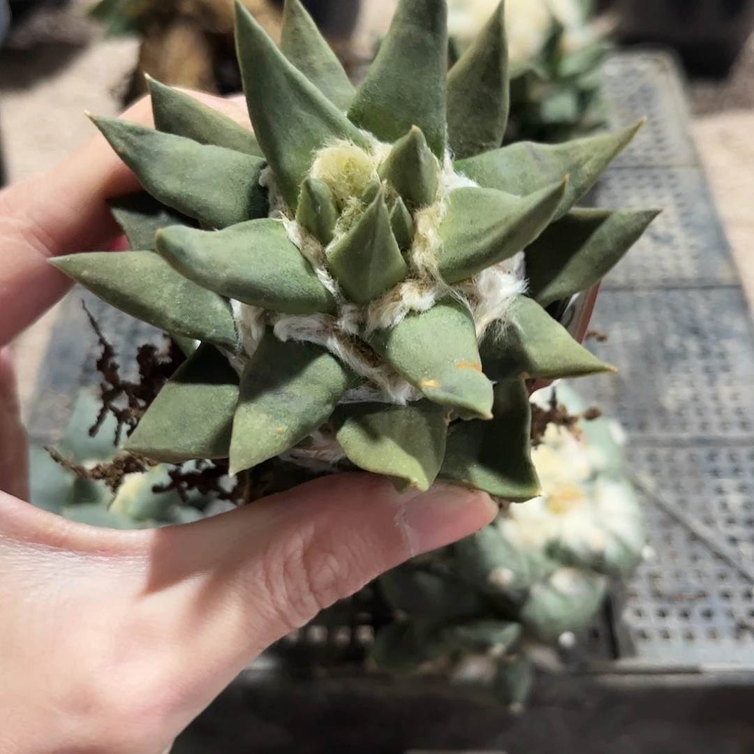 9号自根龙牙萝卜很