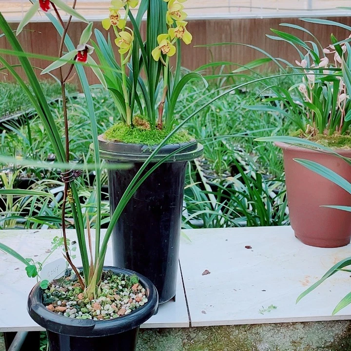 四***社无花朵一物一漂亮开