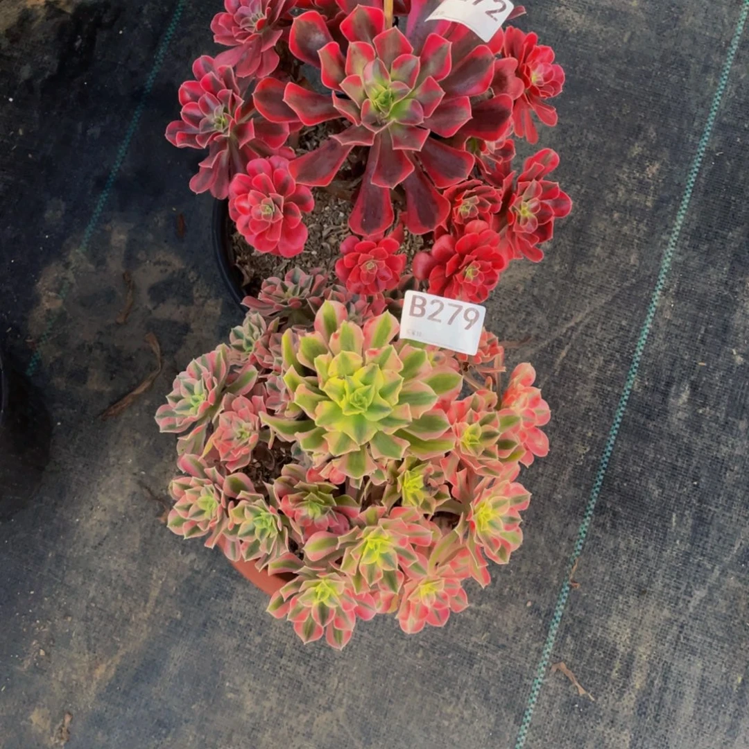 明***月两颗多肉植物3272  279