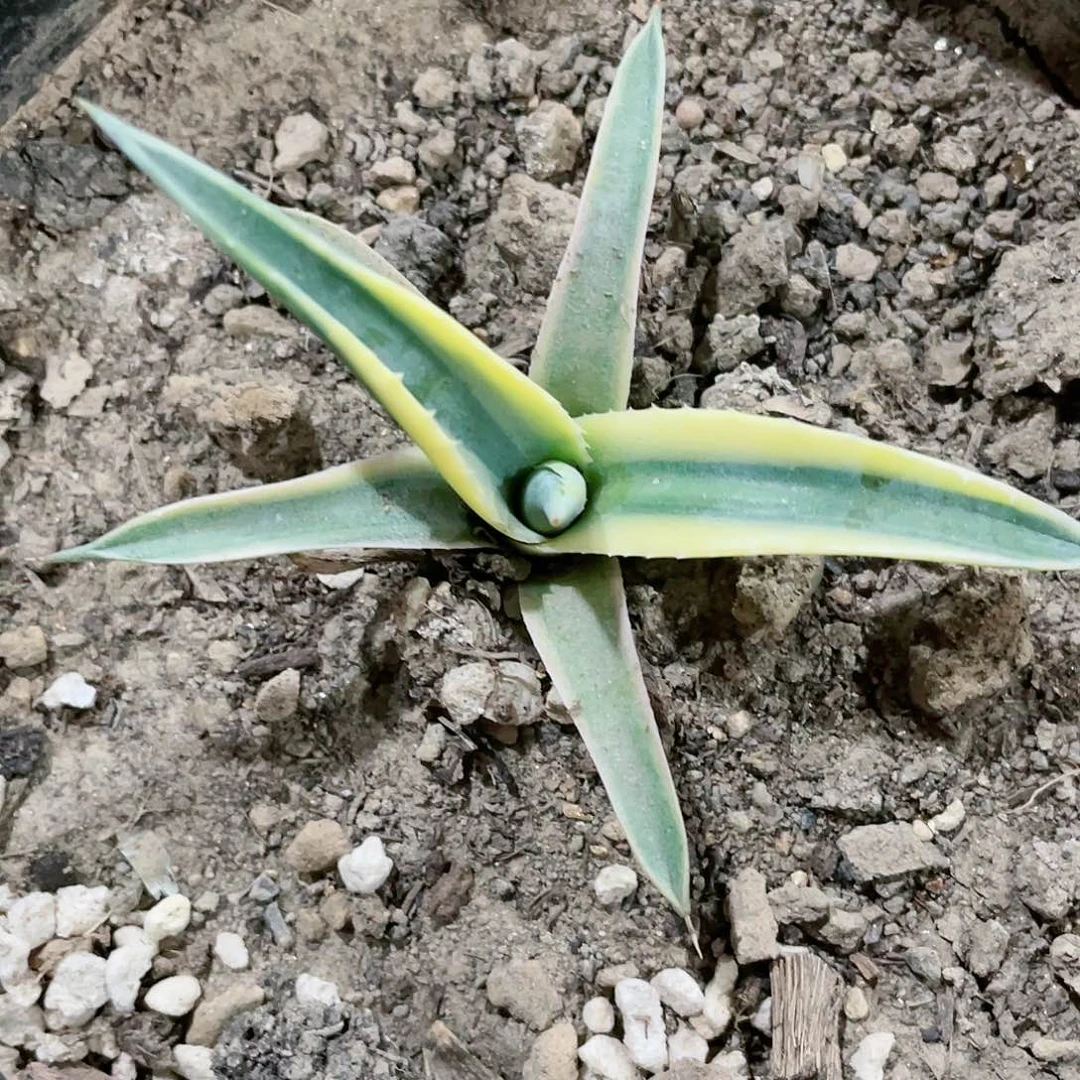 百**.美国龙大黄蜂孙悟空龙舌兰