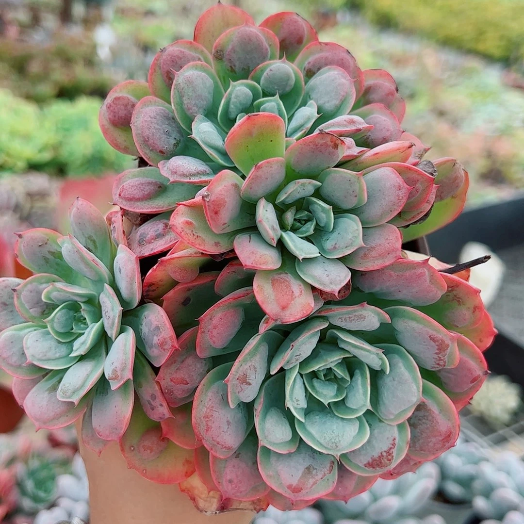 雨滴三头起发老桩精品