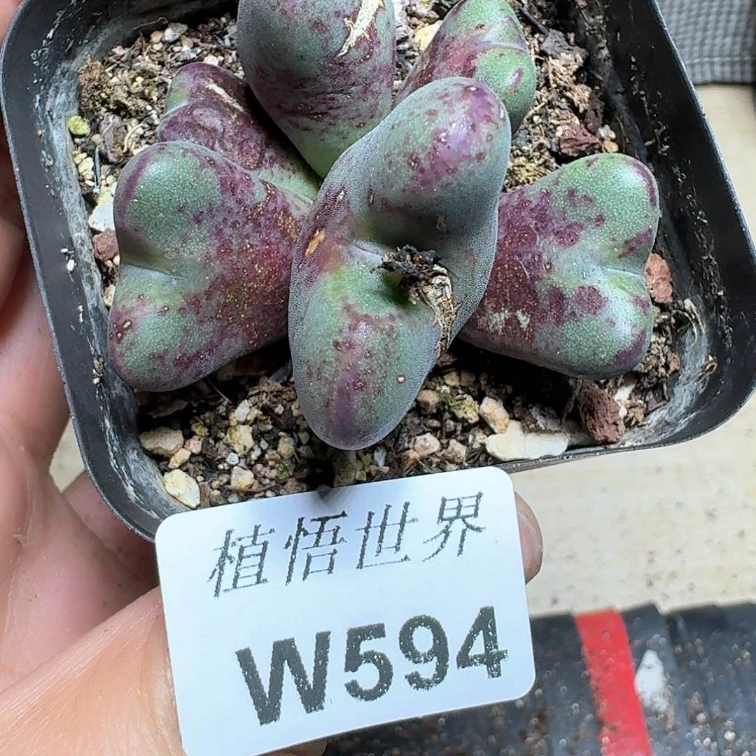 佛*渡594盒多肉植物哇x f