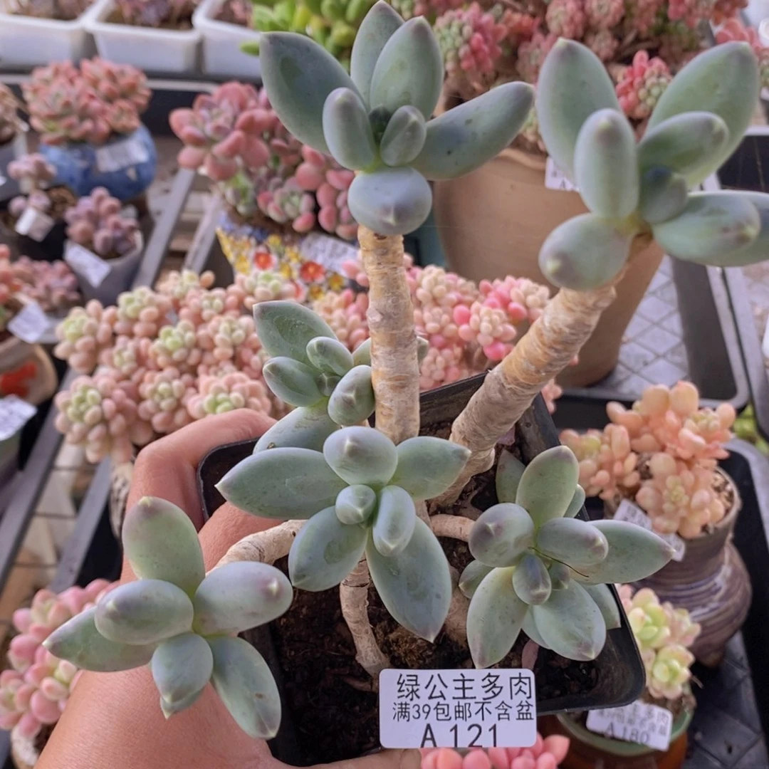 星空美人老桩不包整10cm121多肉植物