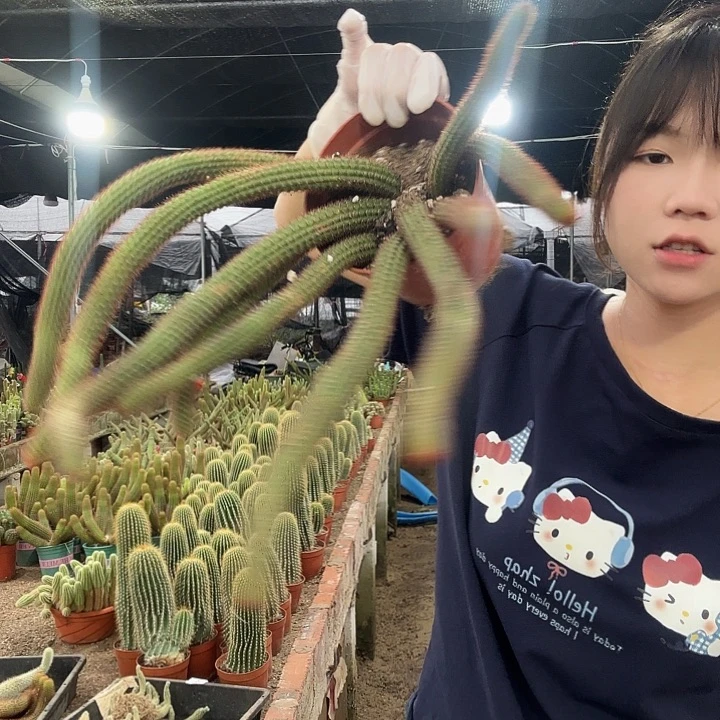 垂钓金妞（掉头掉崽不售后）