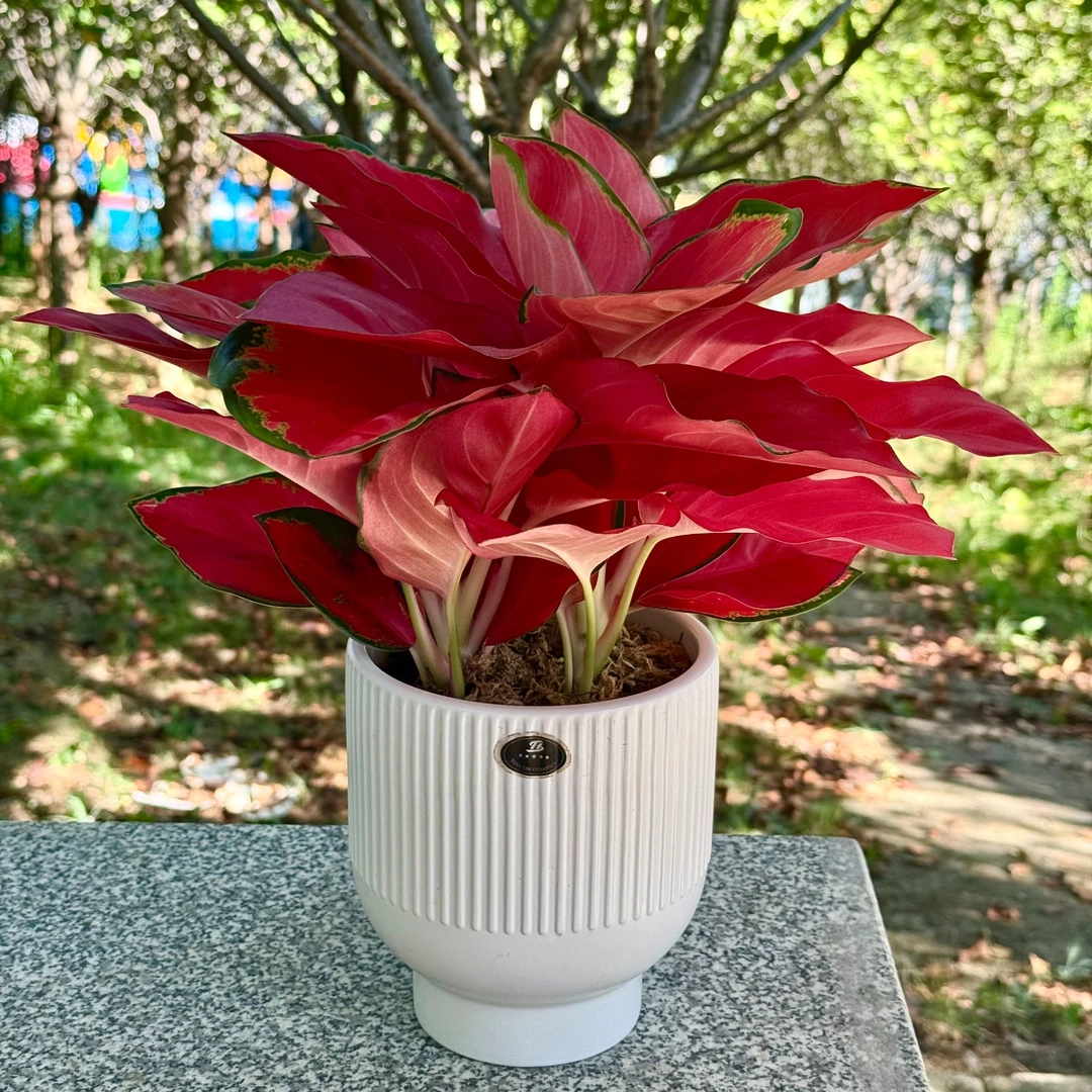 中国红年宵花绿植盆栽室内客厅办公室开业鲜活观叶好养耐寒