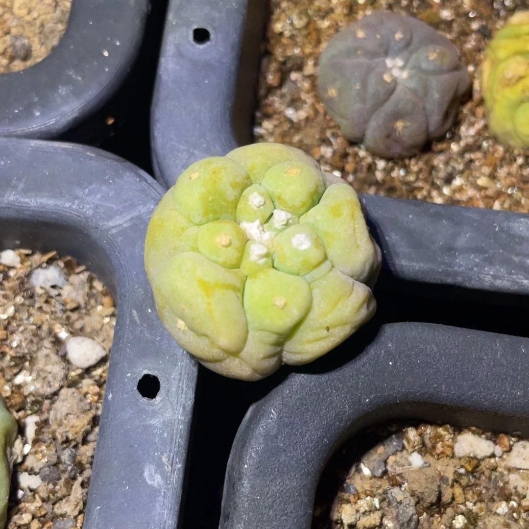 全部花朵门****钓自根黄体翠 仙人球