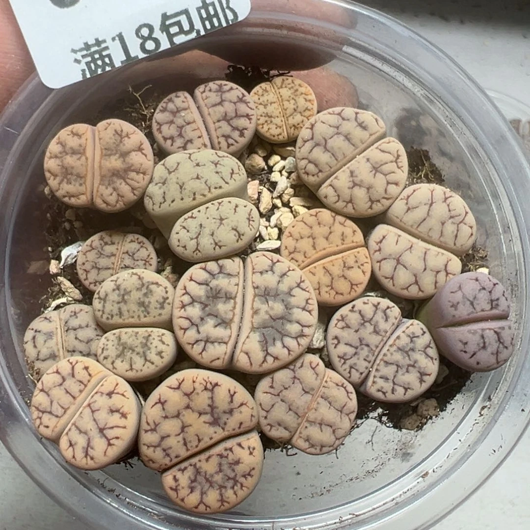 【闪购商品】 074。