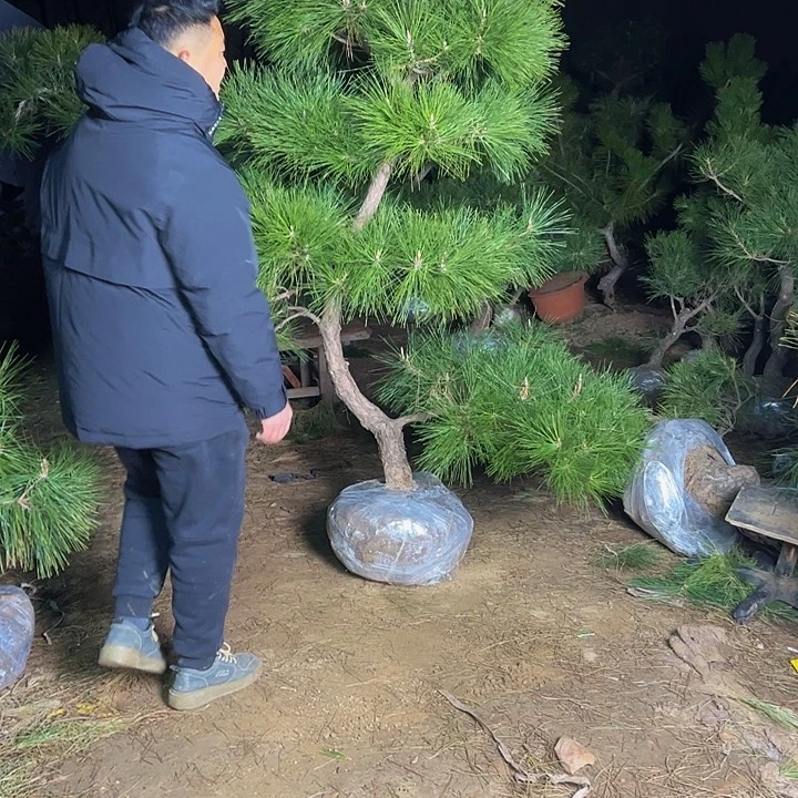 用***3环岛园林黑松直播