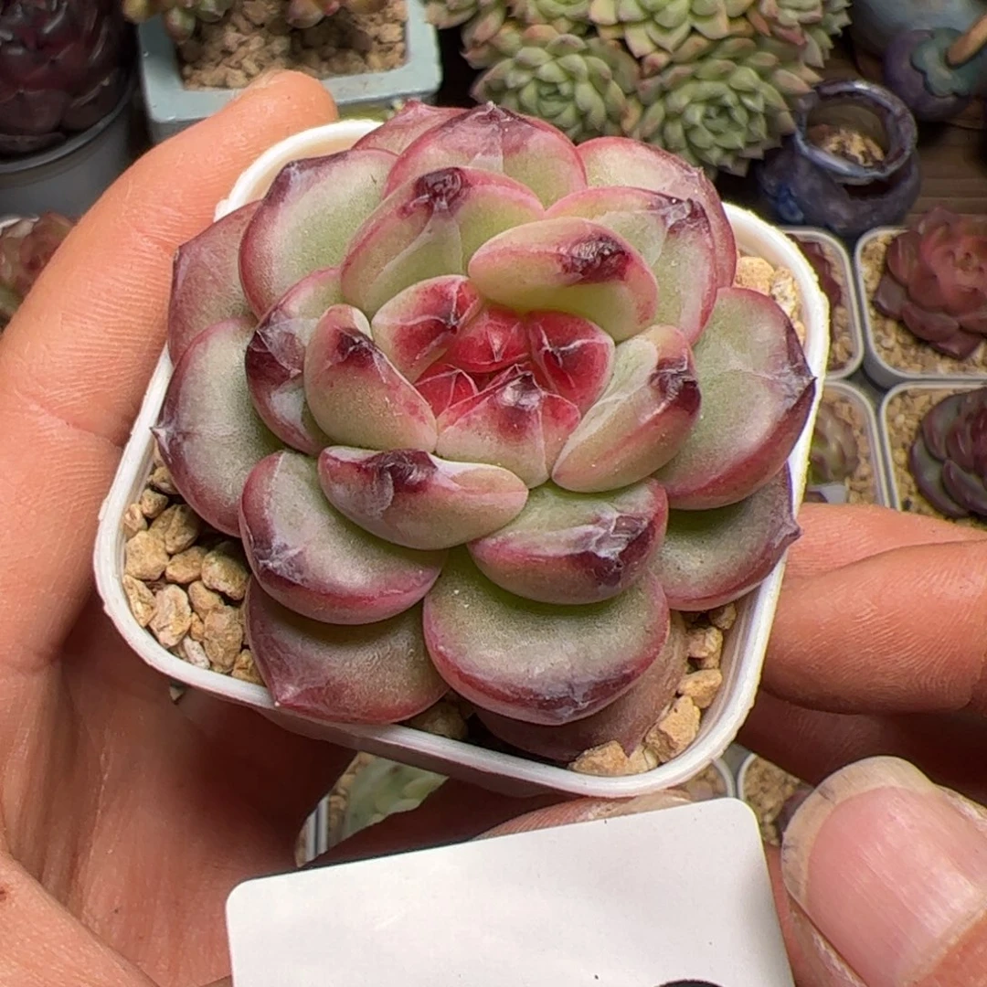 e****l524 多肉植物组合