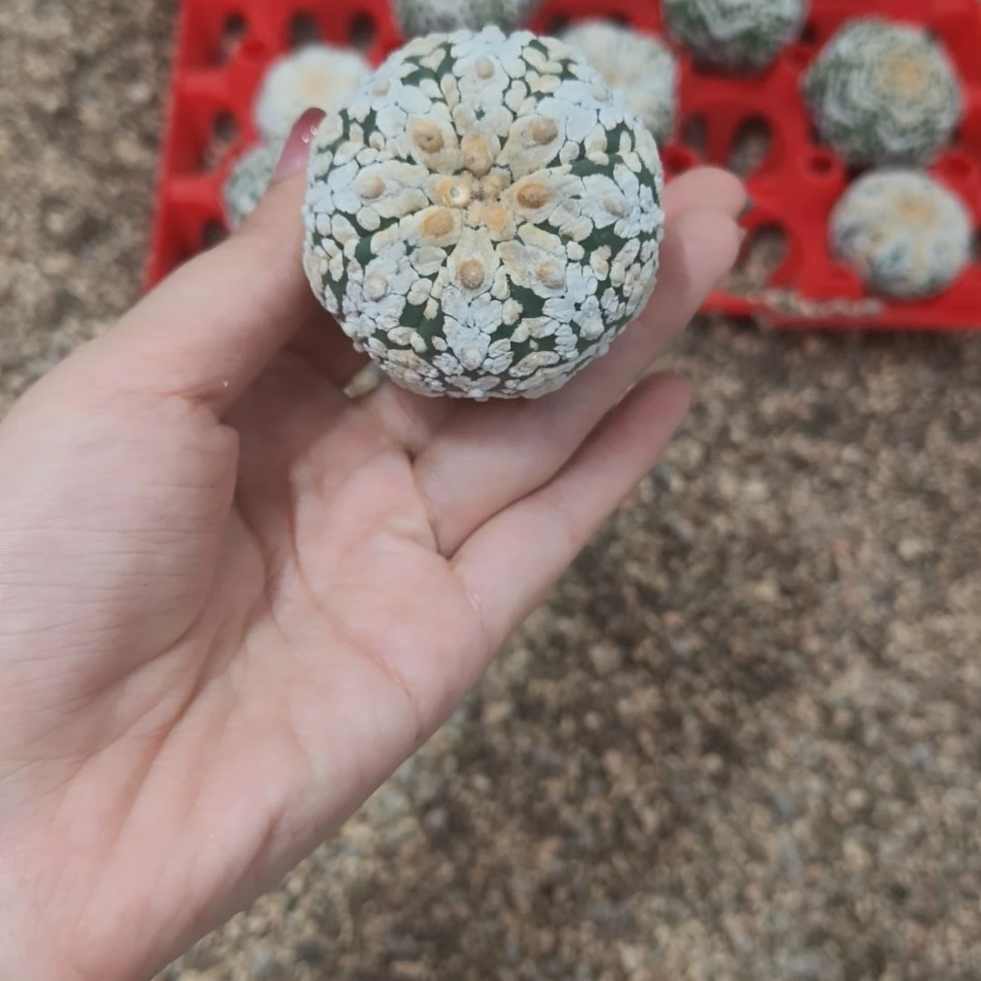 小碎花V兜哈哈哈哈