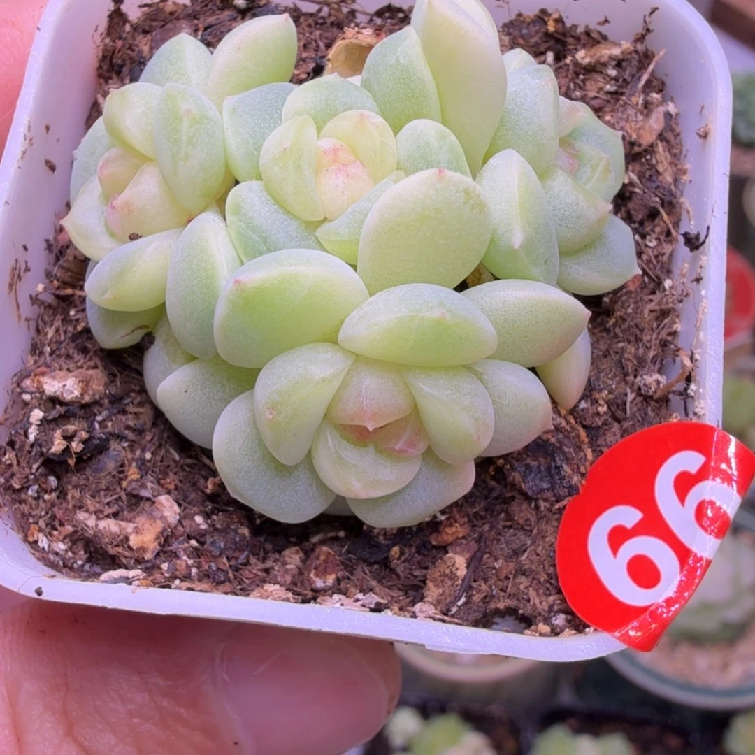 66号甜心若夫芙4头一物一拍