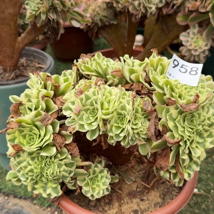 绿豆沙法师缀化958