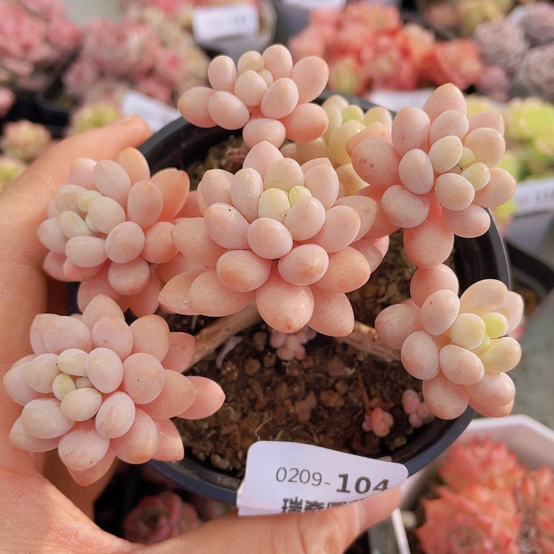 0000000000000104量拍