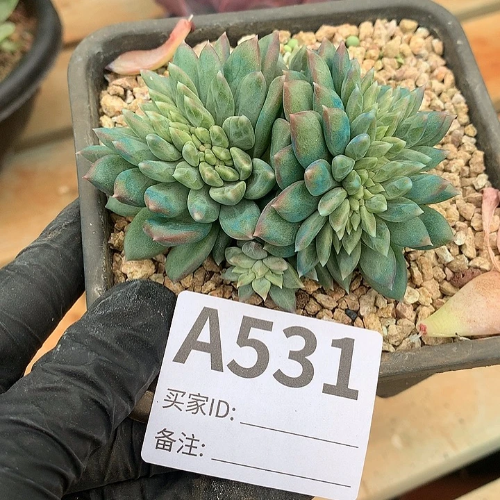 璐璐多肉一物一拍