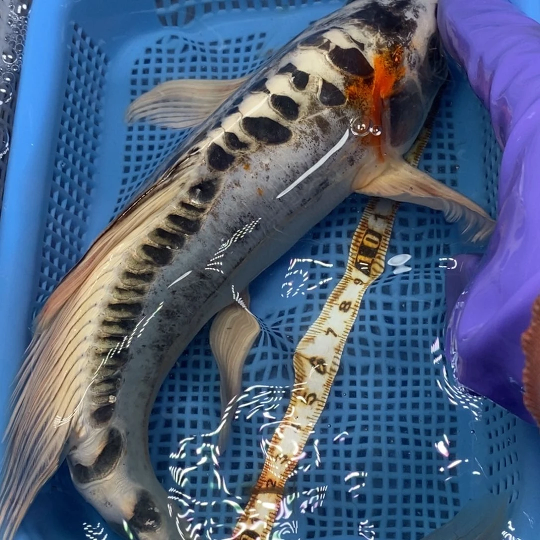 锦鲤冷水锦鲤包邮