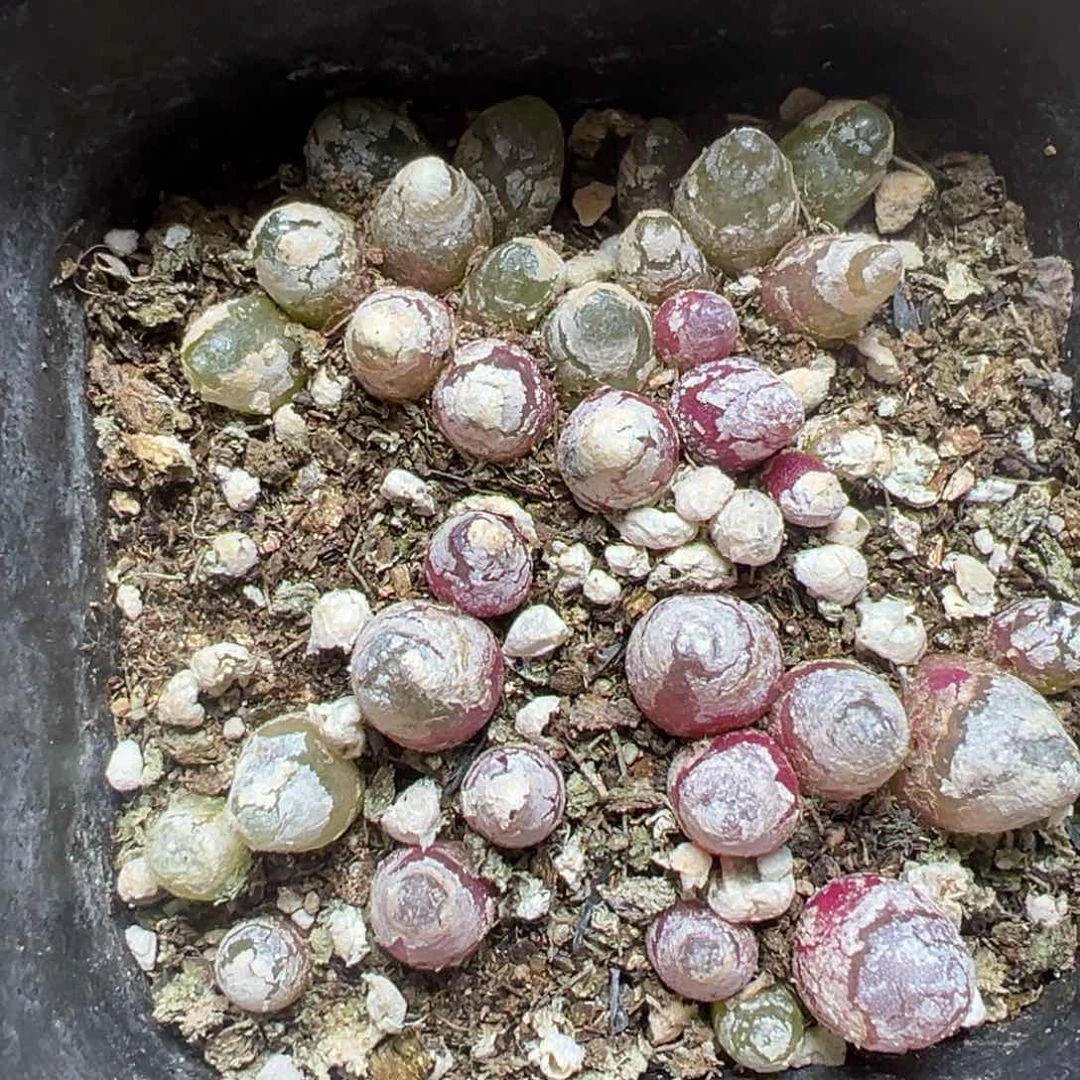 【闪购商品】014……