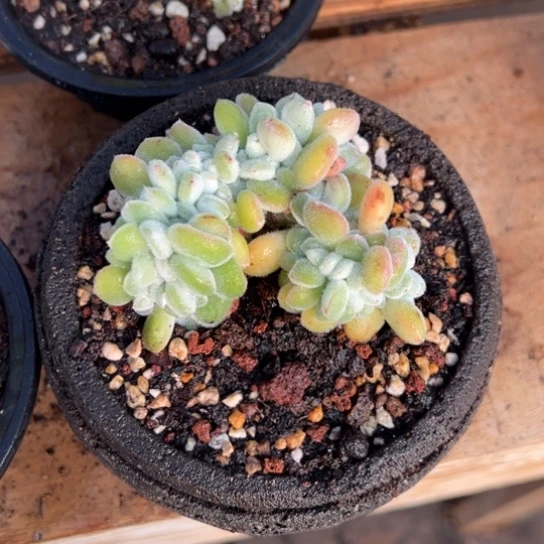 雪晃星缀化 夏鸣园艺