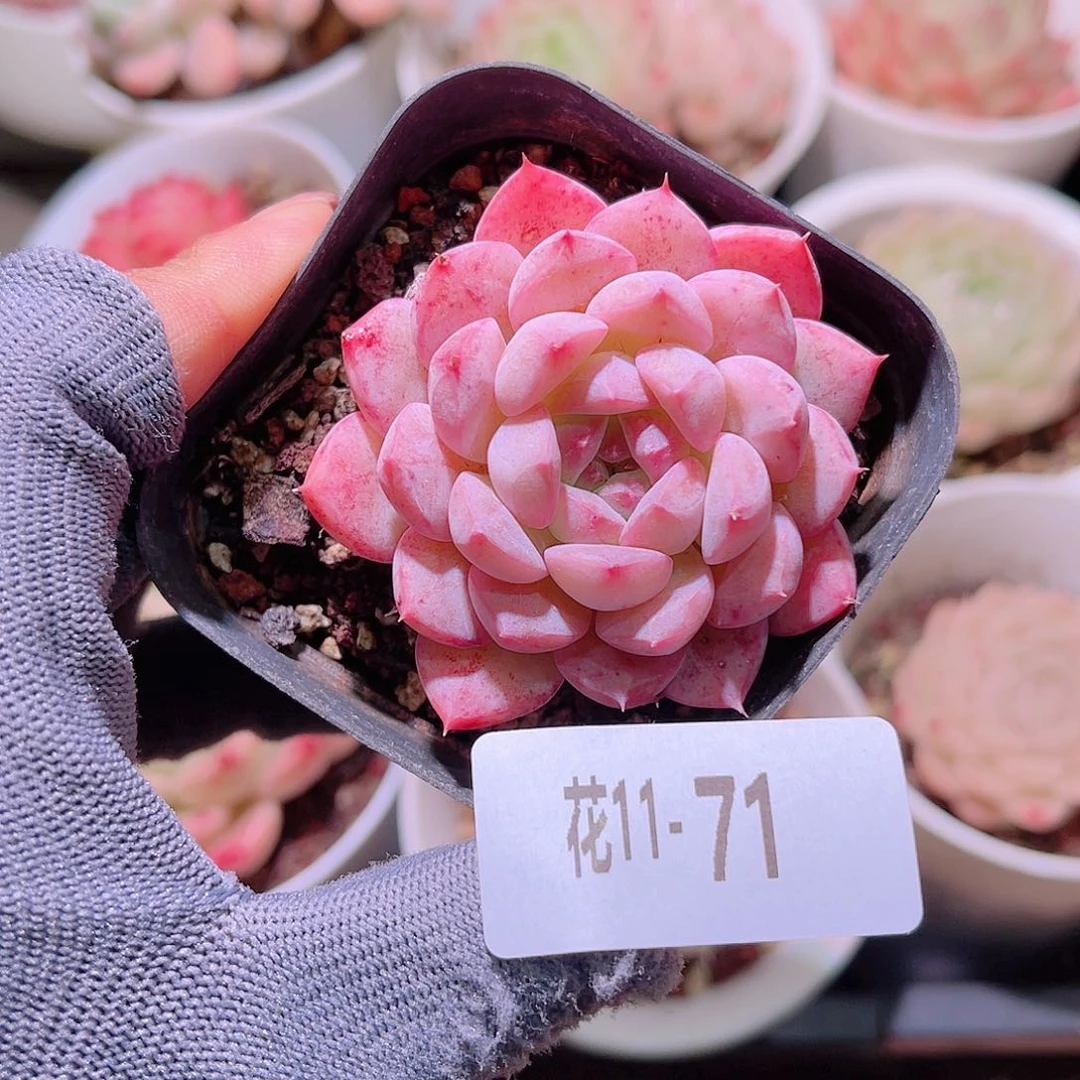 花11-71白桃汽水