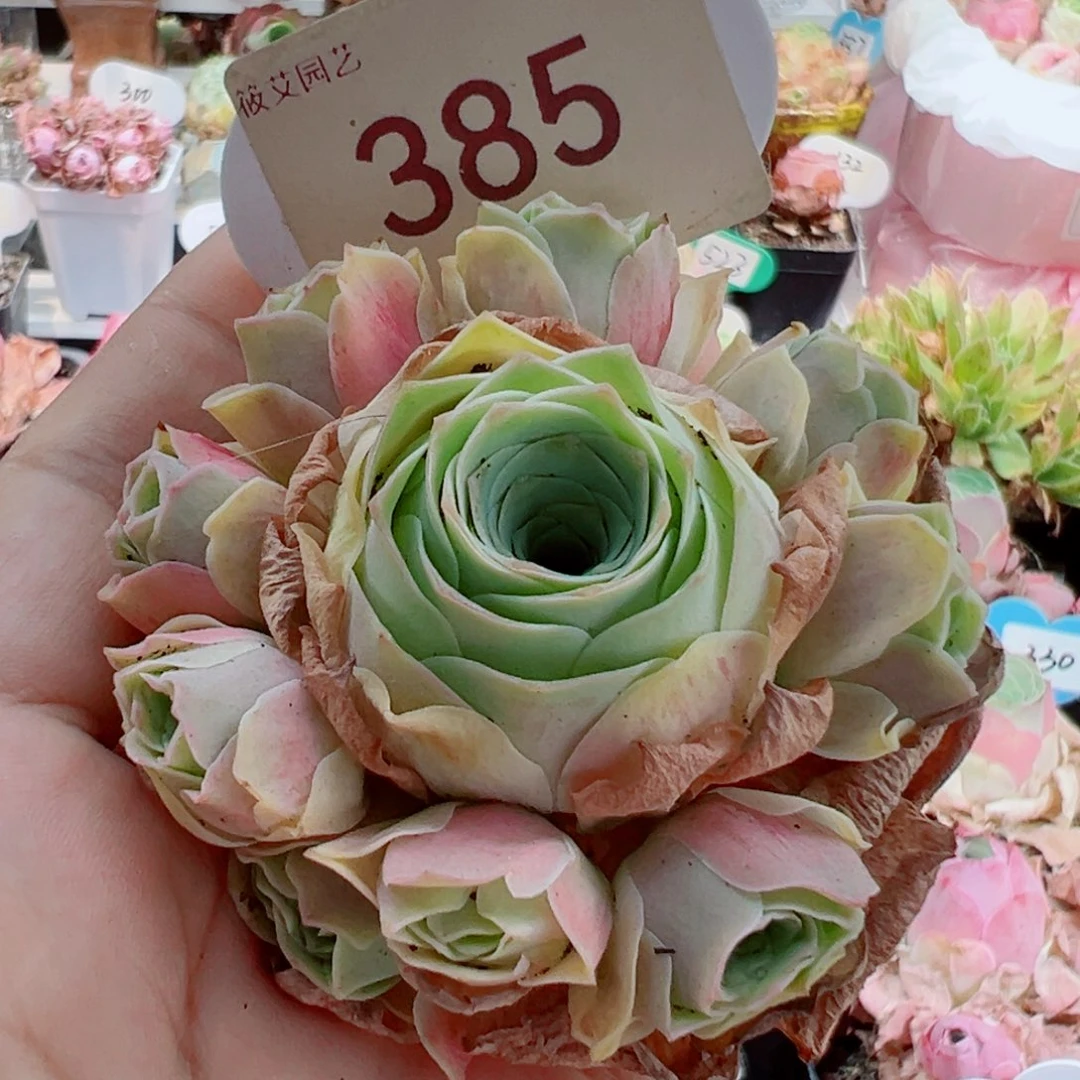 385水蜜桃手捧花。