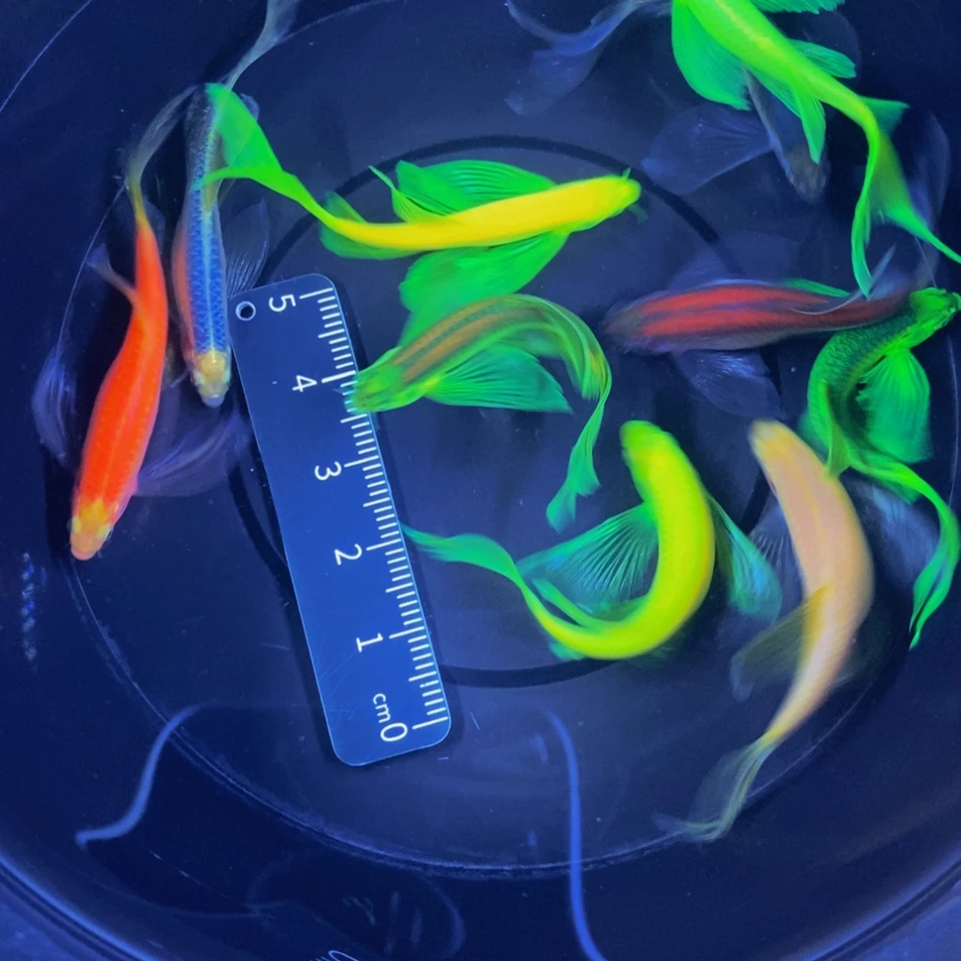 斑马鱼蝶翼斑马4-5厘米10色