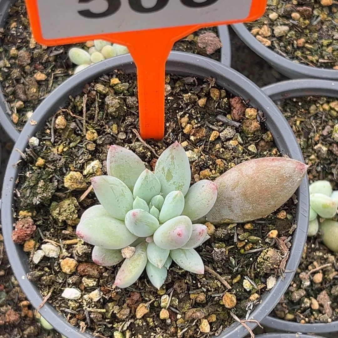 多肉植物人鱼公主506