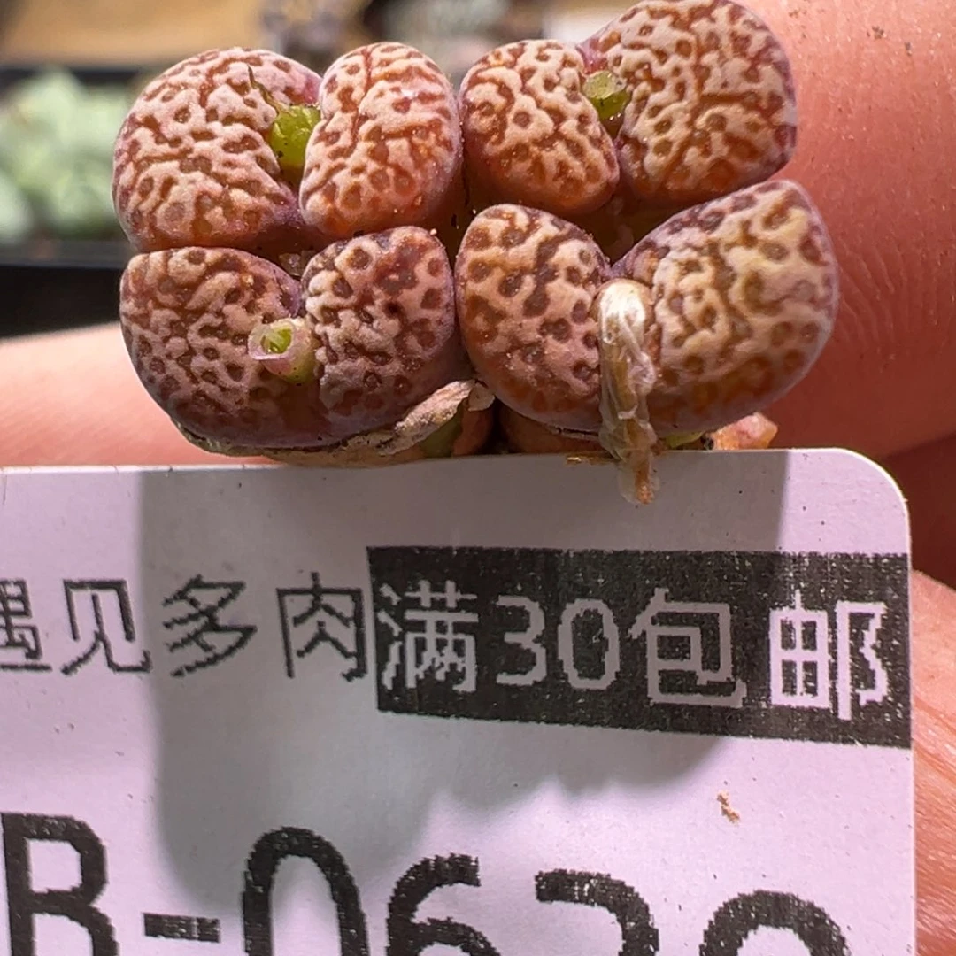 630 多肉植物1111111111111