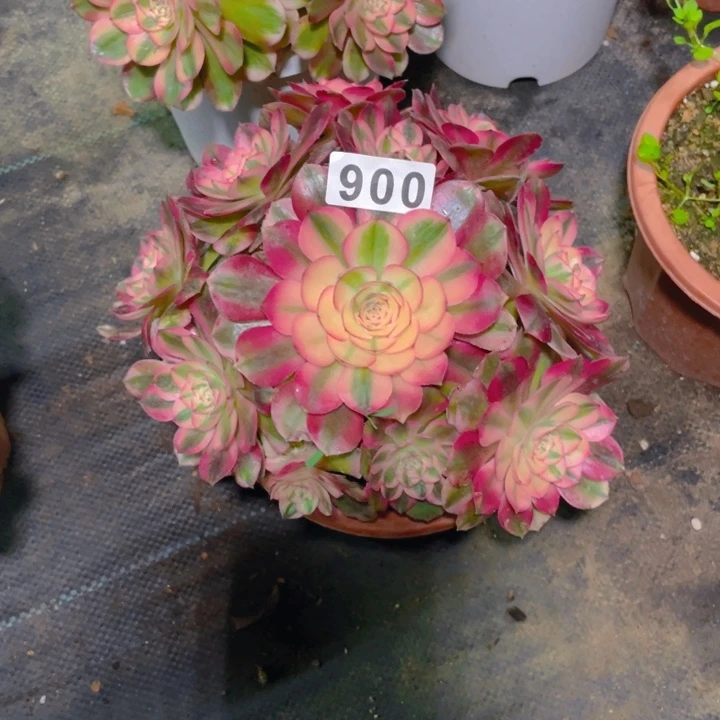 900老庄多肉法师荔枝