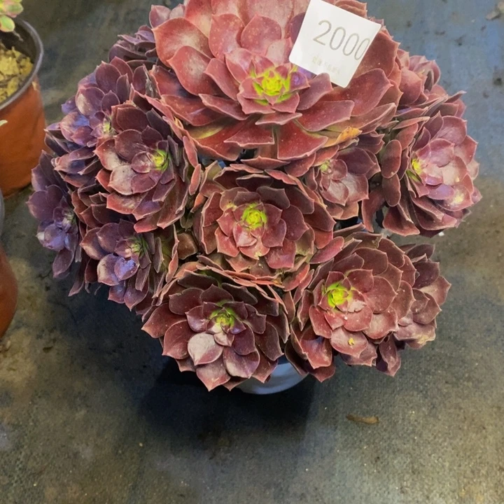 赤焰莲多肉断头不包2000