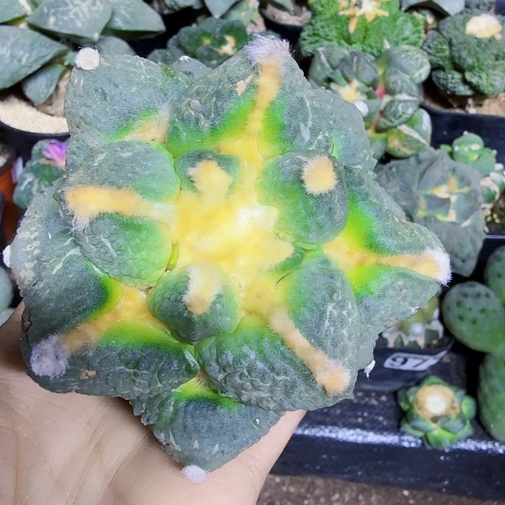 无花朵551中筋牛舌牡丹