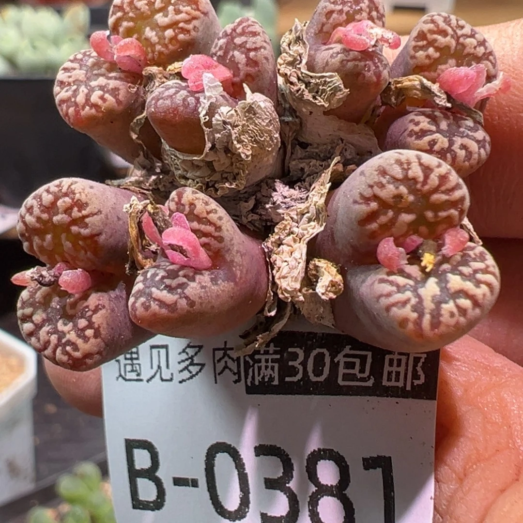 多肉植物111111111111