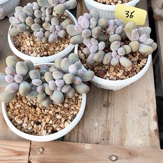 阿****米可奶36号码牌子的话题了