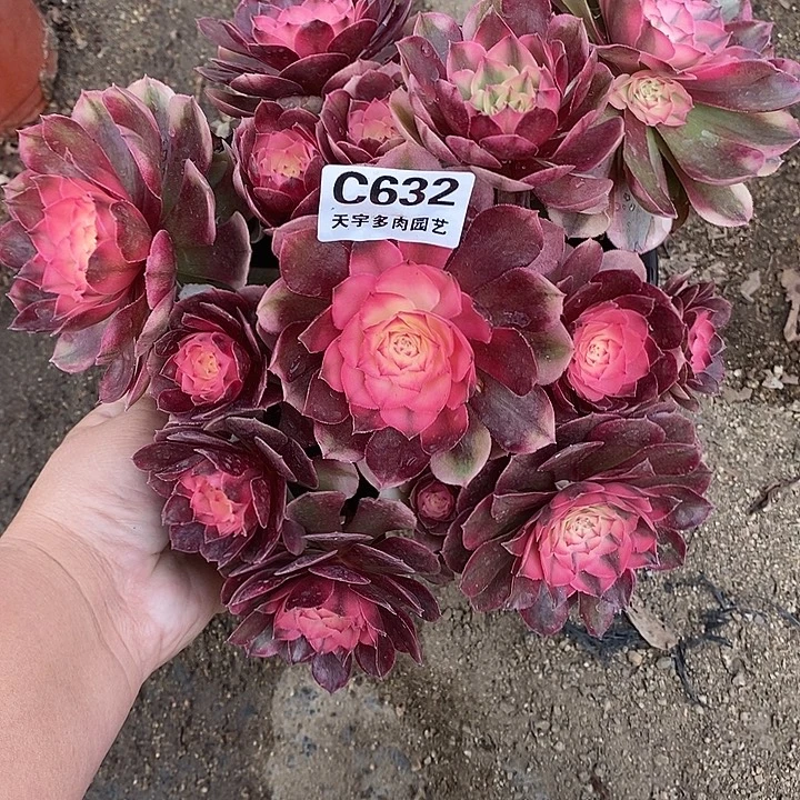 多肉植物荔枝632多肉