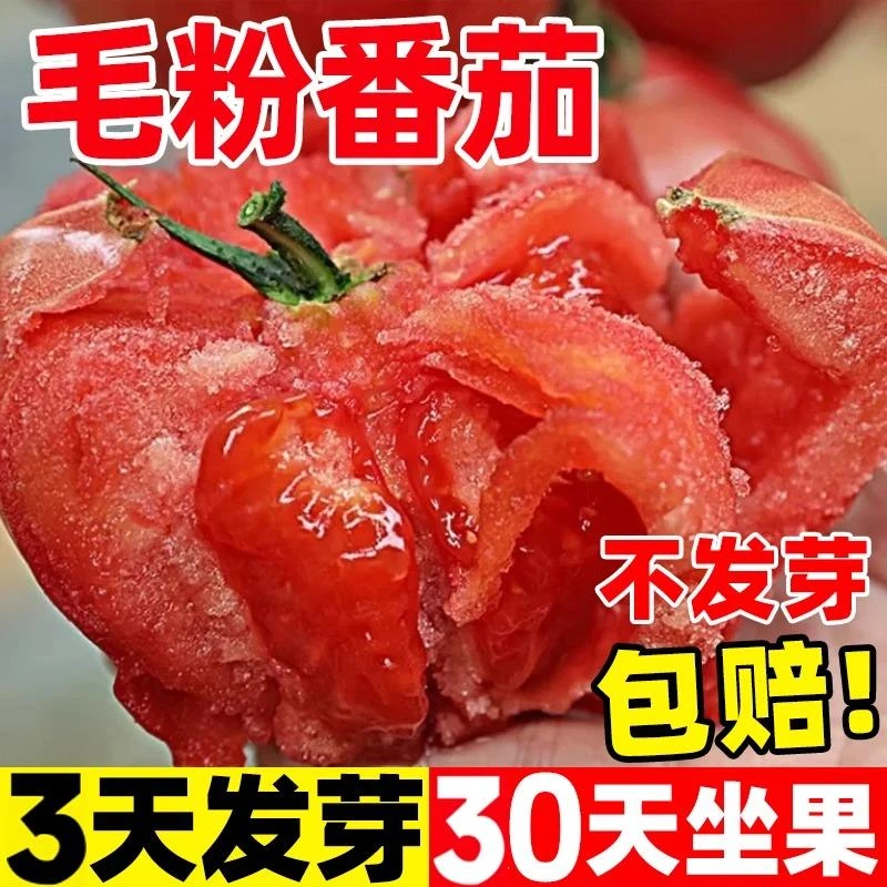 毛粉番茄种子沙瓤西红柿种籽草莓圣女果普罗旺斯番茄阳台庭院盆栽