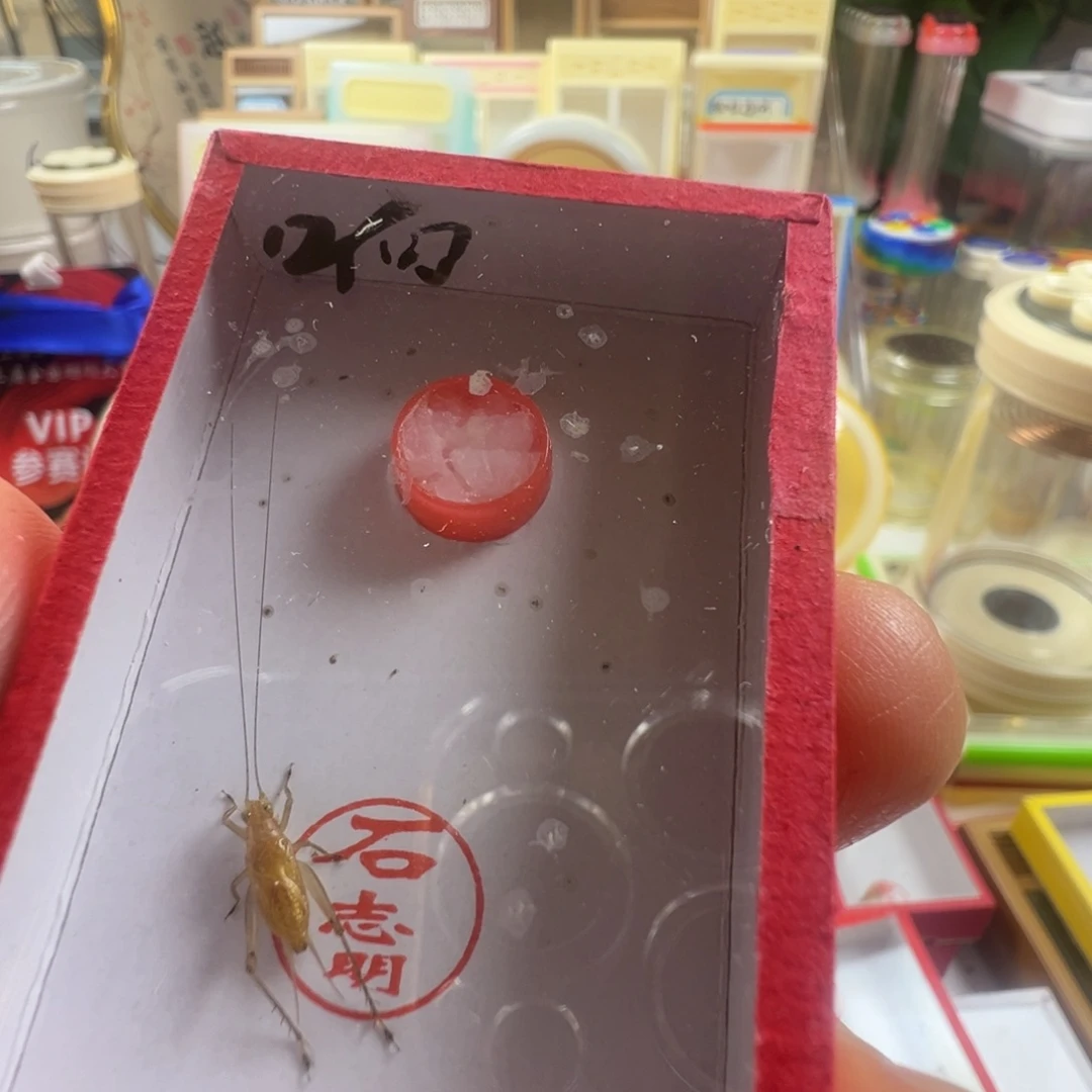 西***柿蟋蟀一只石老师开叫冬黄