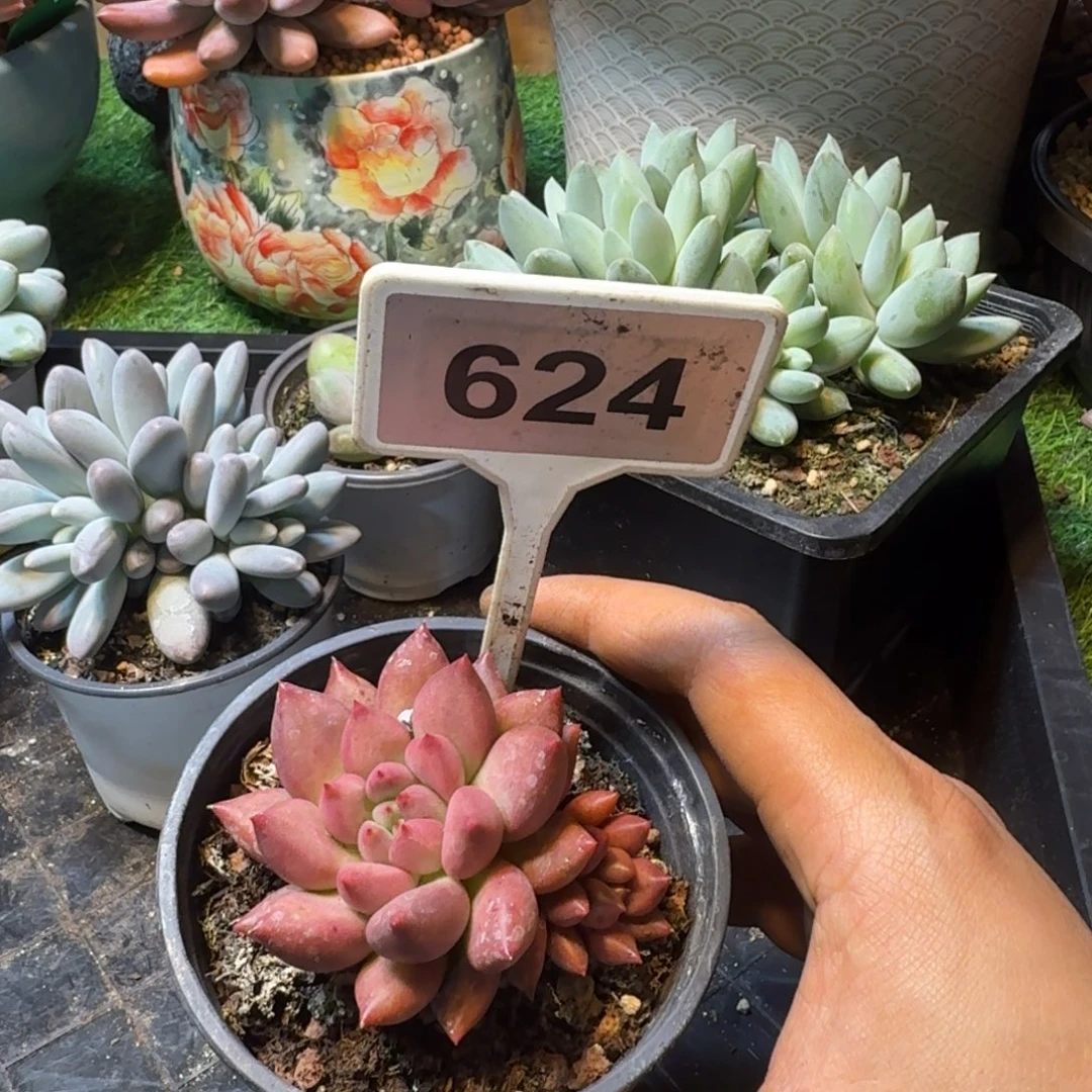 一***家多肉植物红体米其林624