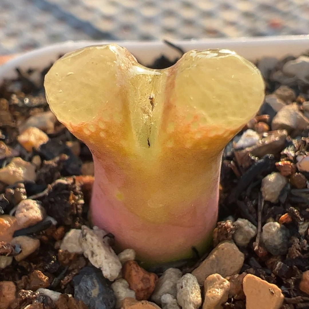 芭比风铃多肉植物百科