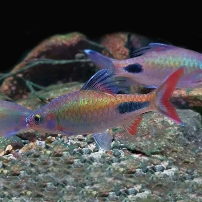 紫红两点鲫钻石彩虹鲫鱼观赏鱼溪流活鱼冷水小型淡水鱼冷水观赏鱼