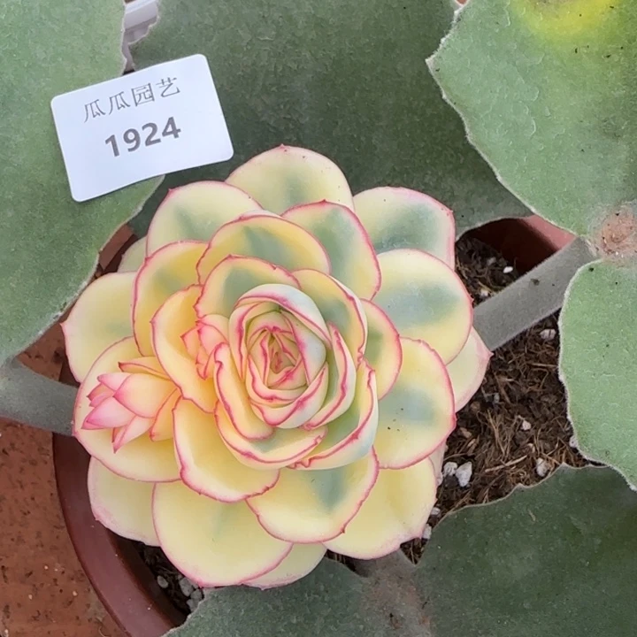 1924晨露锦多肉植物