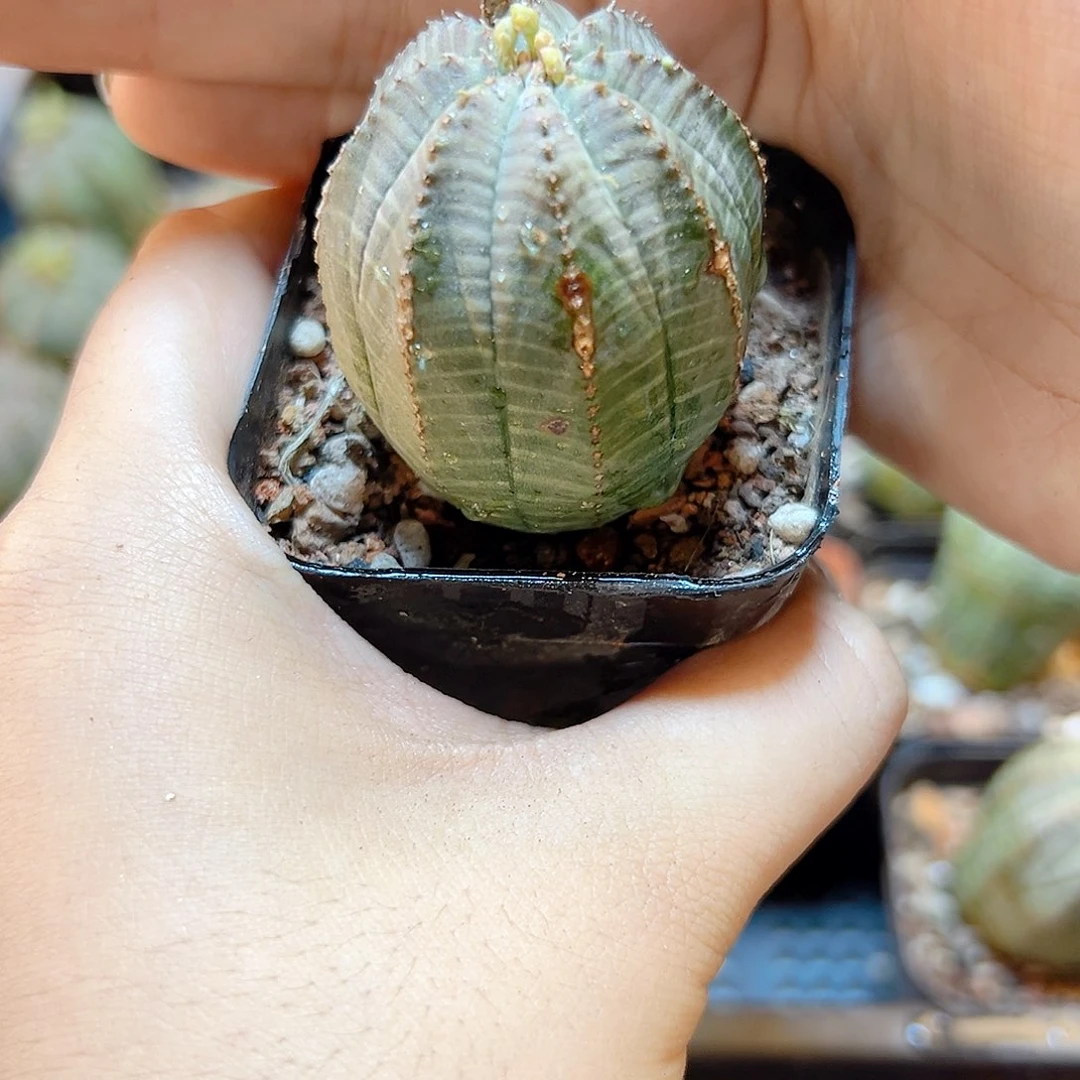 自根欧布带盆3.2公分