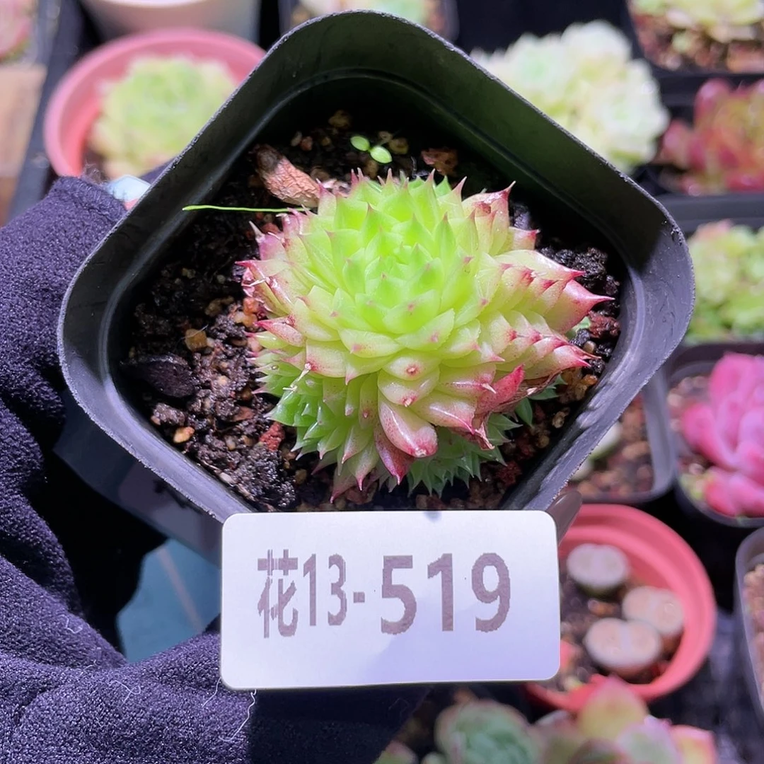 花利美13-519麦秆