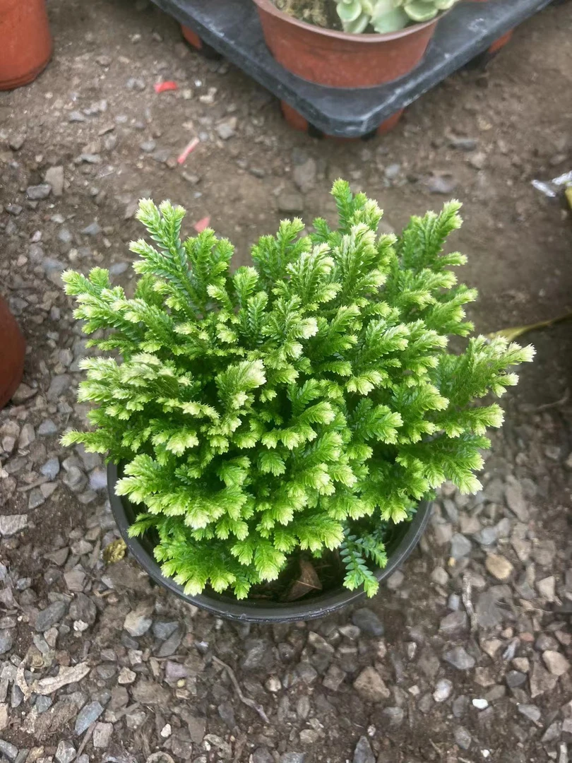 多肉植物   卷柏