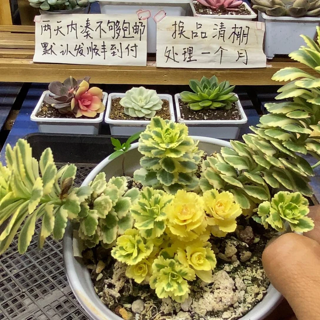 29167 亚特兰蒂斯