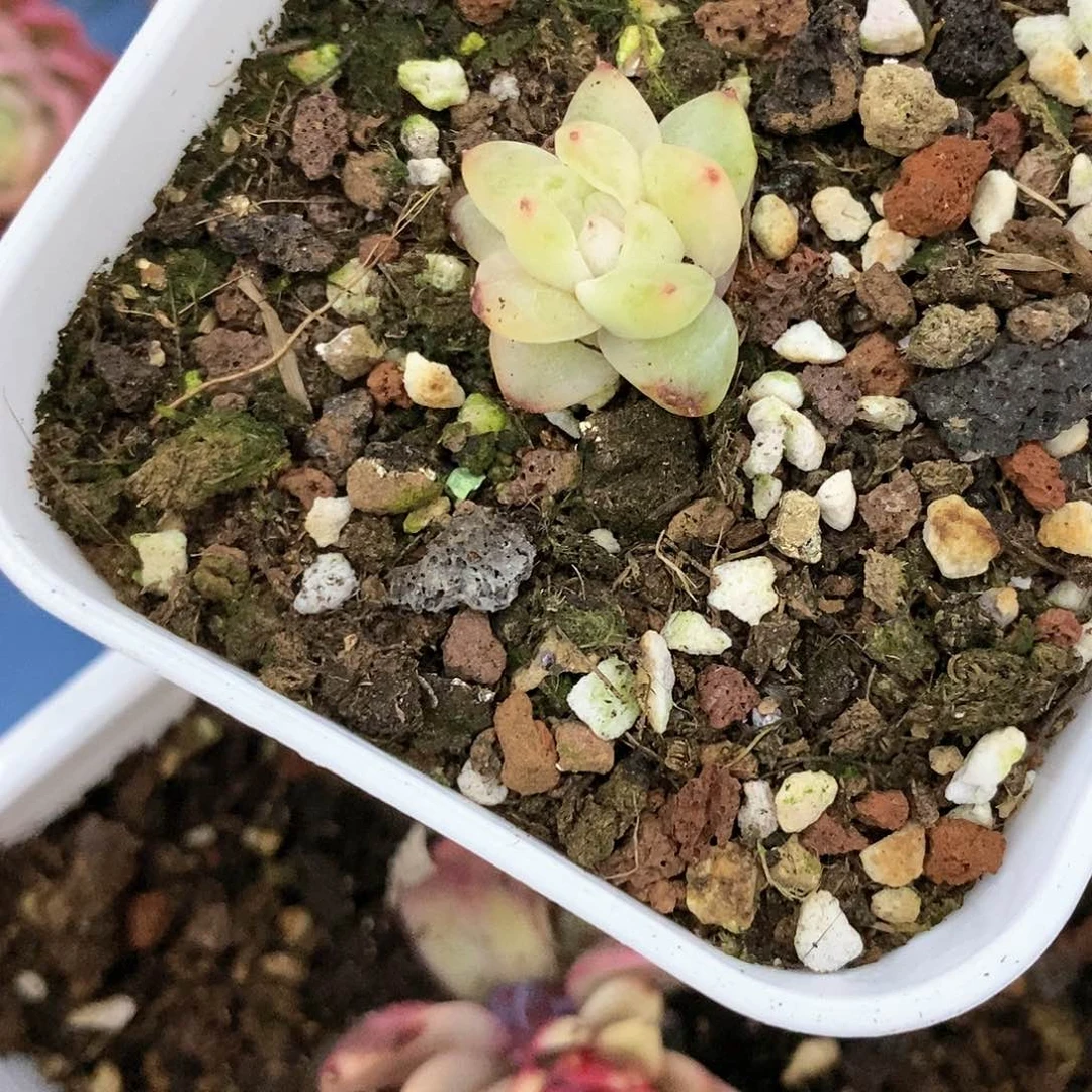 ?*?冰月亮锦多肉植物哇啦塞哇啦塞