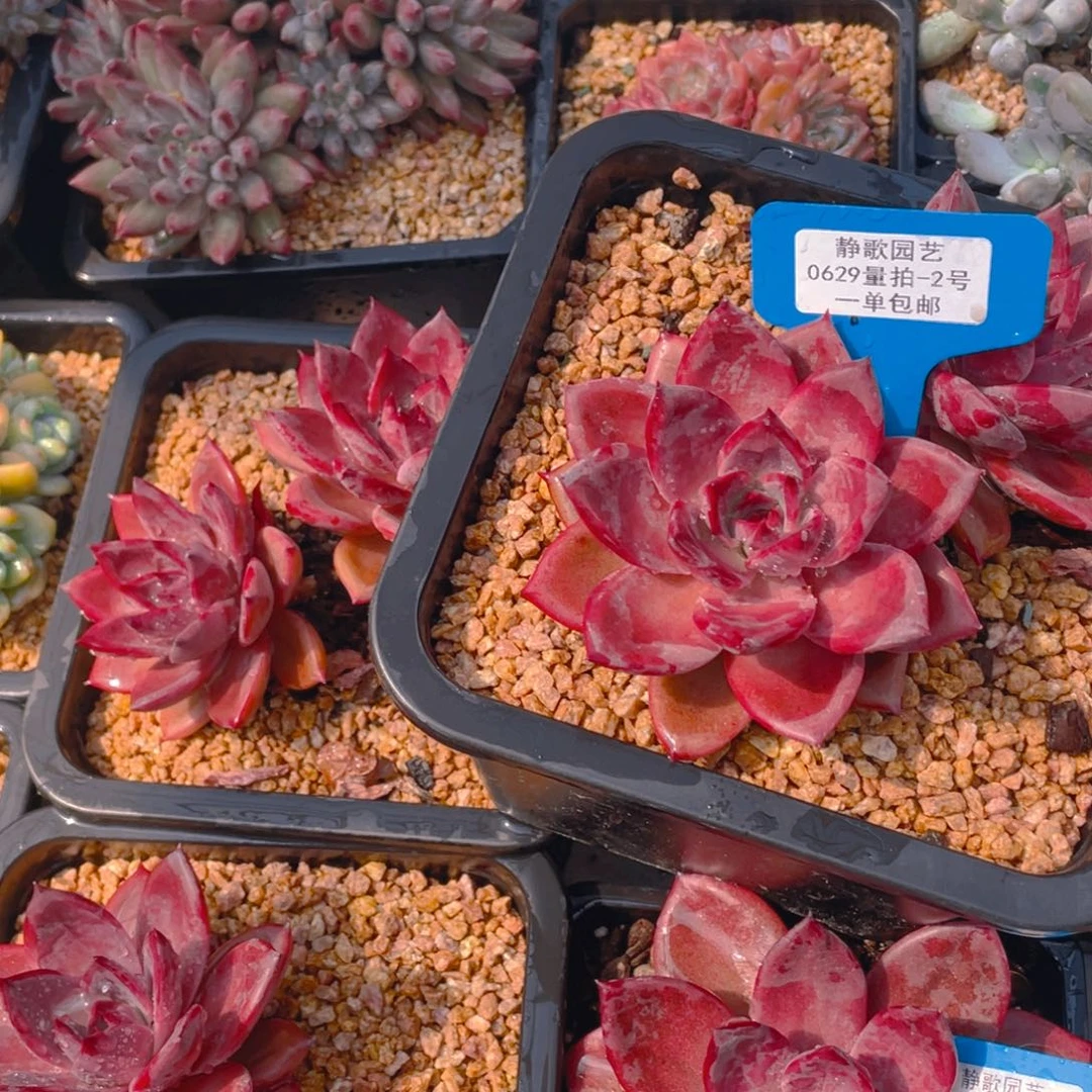 0629-2-开播福利红糖卡大双头一颗