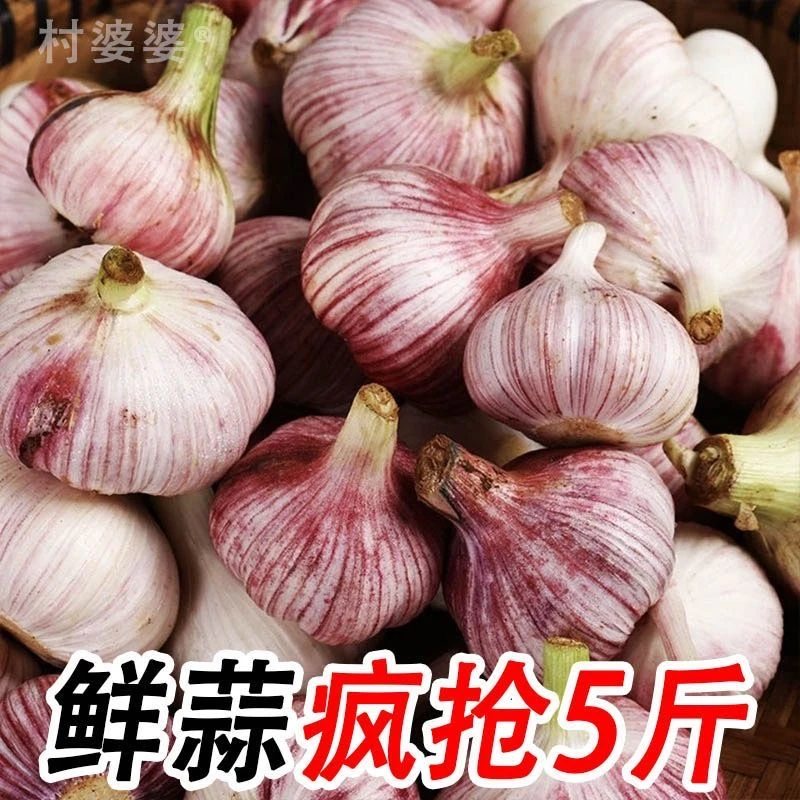 现挖河南新鲜精品紫皮大蒜净重5斤